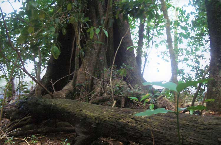 Ancient Tree Behind the Baby Beach