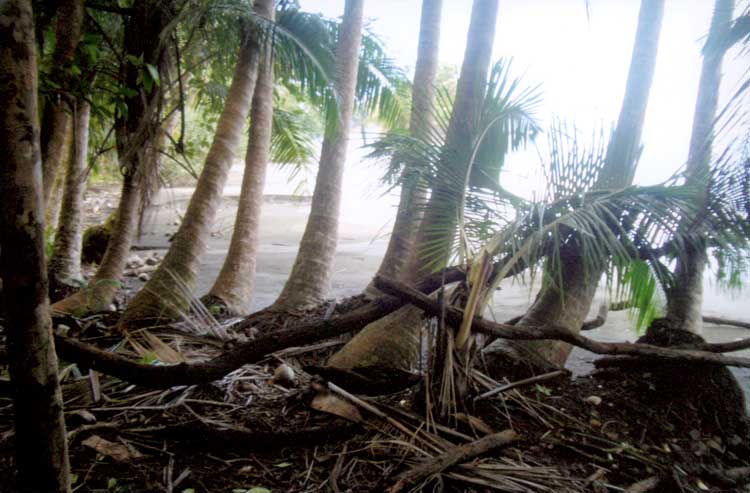 View through the palms onto the main beach